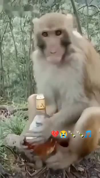 funny video monkey 🐒🐒🐒🐒 Videos Aniket Sharma(@845545780) - ShareChat