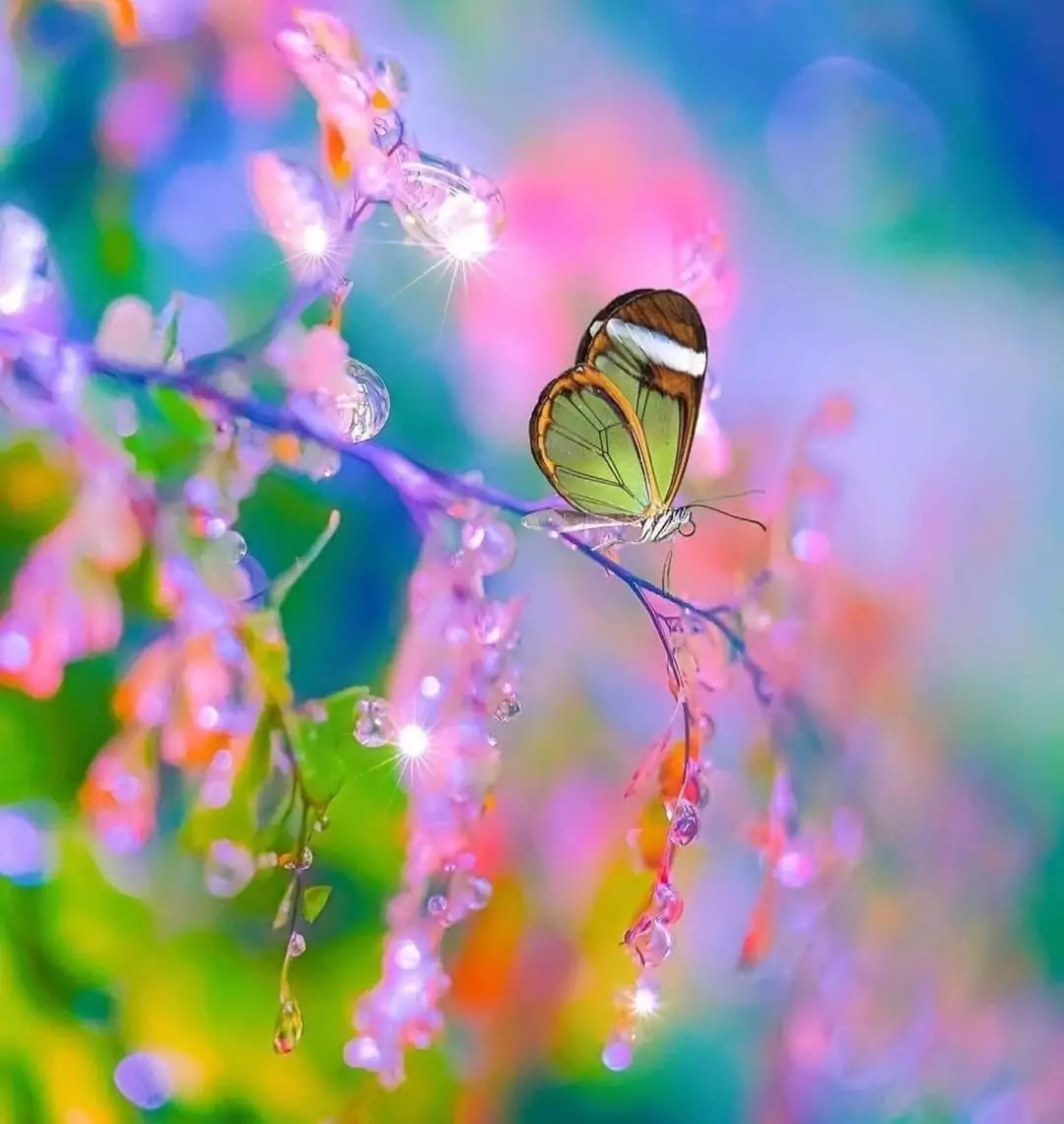 beautiful butterfly Images • khushi (@2426287587a) on ShareChat