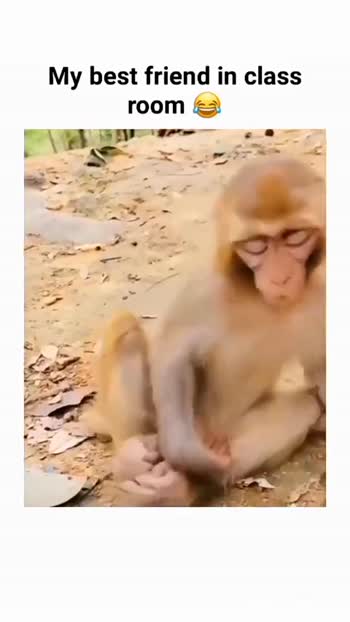 funny monkey Videos • Sachin s (@1116557648) on ShareChat
