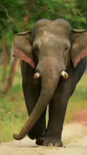 wildelephants Videos •Animal Planet(@animal_planet) on ShareChat
