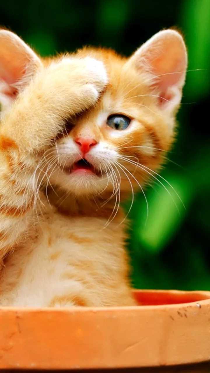 Cat Wallpaper • Sharechat Photos And Videos 