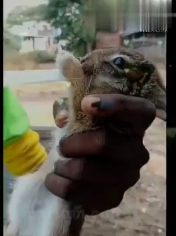 animals comedy Videos • ꧁✞︎𝖏𝖊𝖘𝖘𝖞✞︎ (@jessykutty9294) on ShareChat