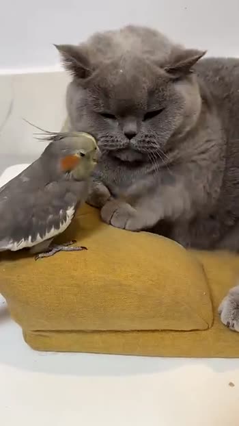 Funny parrots best sale annoying cats