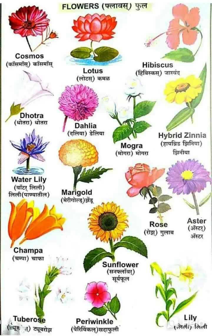 All Flowers Name In Hindi And English With Pictures Best Flower Site