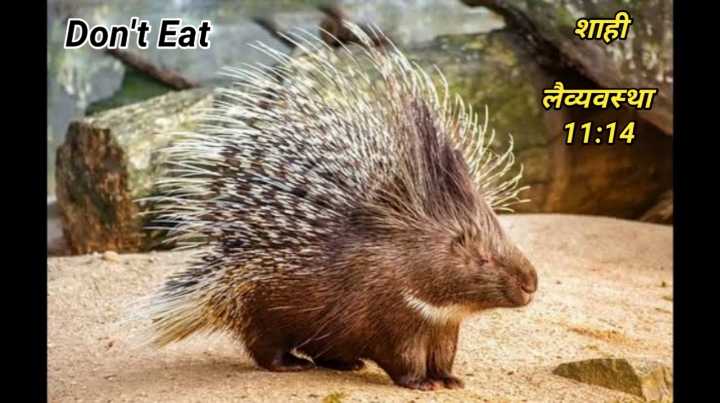 animals photography Images • Daily Hindi Bible Verses (@bible143) on  ShareChat