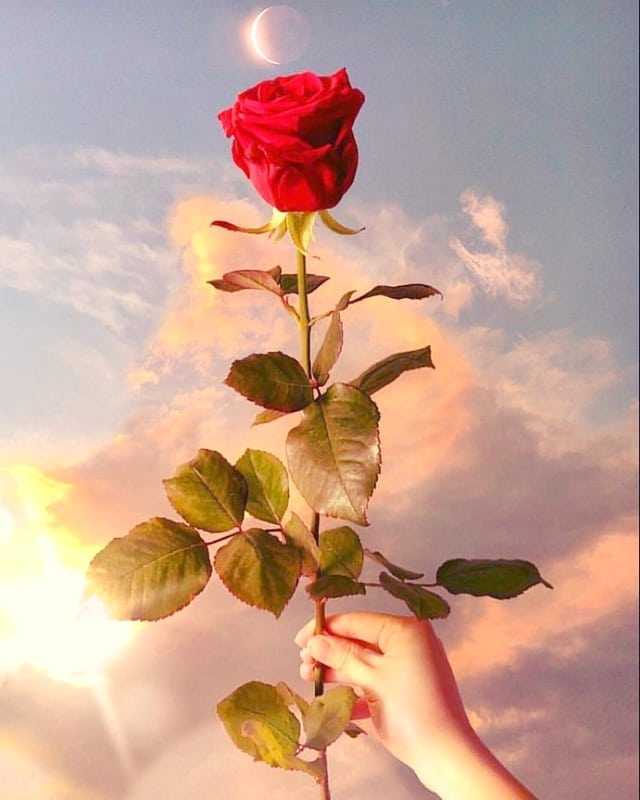 happy rose day Images •Anturm spring(@rakhi_sarwade62523456) on ShareChat