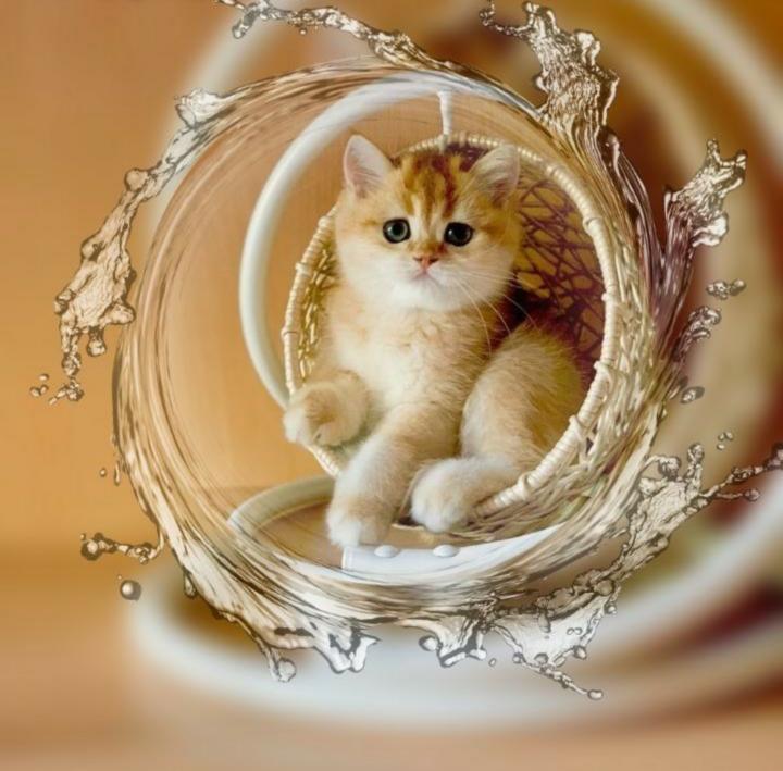 Cute Cats Listening Music HD Artist 4k Wallpapers Images Backgrounds  Photos and Pictures