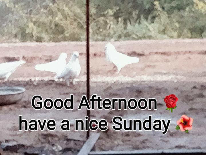 good afternoon my friends Images • Piraji Solanke (@2455419752) on ShareChat