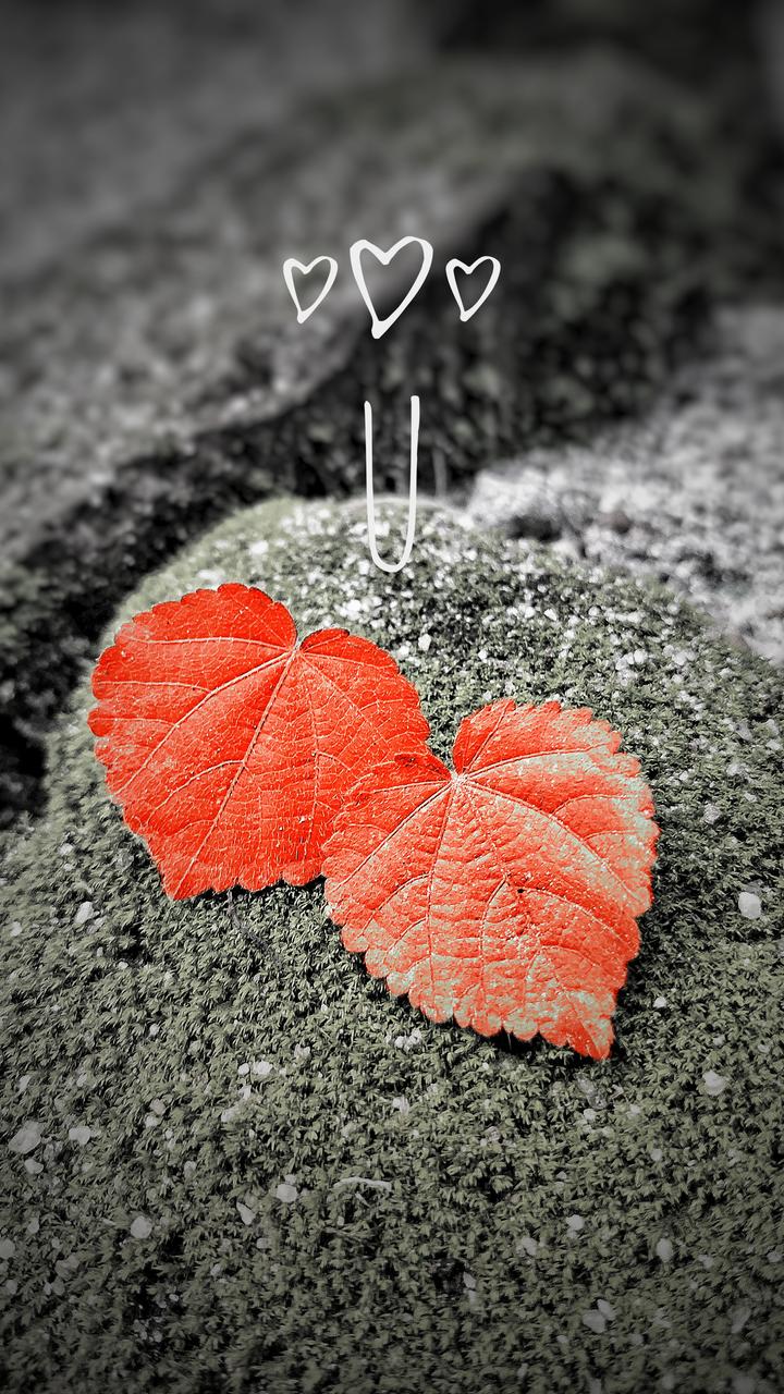 love wallpapers Images • ๓i๖ēຖiຖ (@miben) on ShareChat