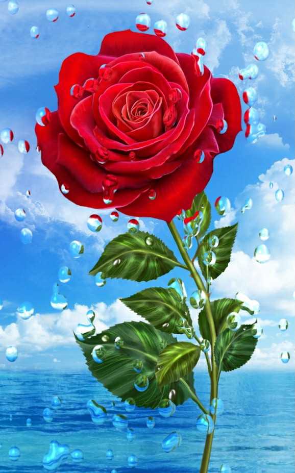rose wallpaper Images  Anil kumar 184678ak on ShareChat