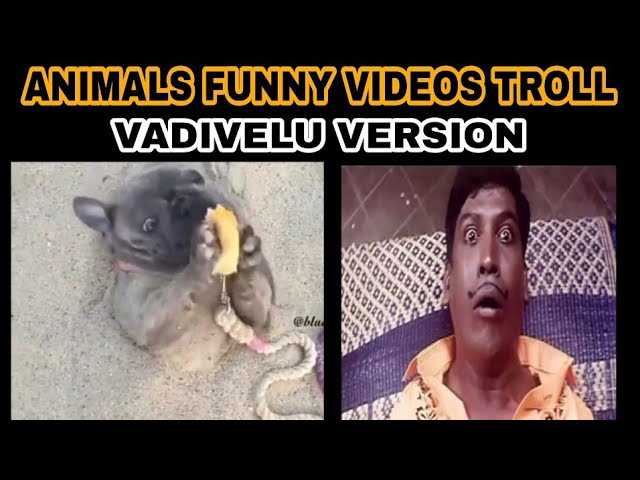 vadivelu comedy Images pandi - ShareChat - இந்தியாவின் சொந்த இந்திய சமூக  வலைத்தளம்